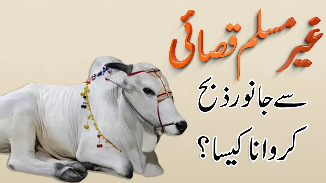 Ghair Muslim Qasai Se Janwar Zibah Karwana Kaisa?